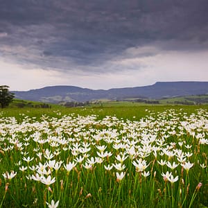 Crocus Flowers, Jamberoo