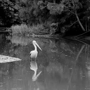 Bomaderry, NSW