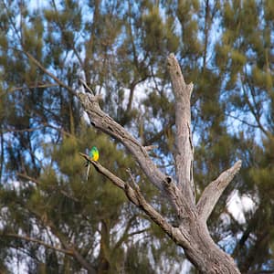 Mudgee, NSW