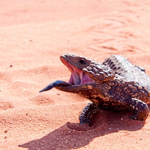 Outback NSW
