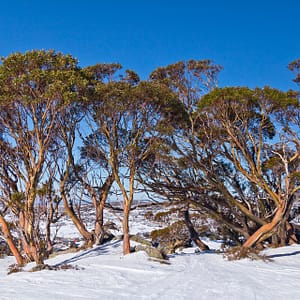 Perisher Valley, NSW