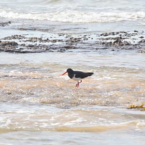 Pebbly Beach, NSW