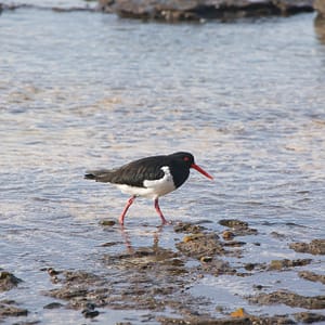 Pebbly Beach, NSW