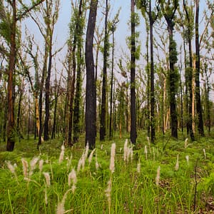 Nowra, NSW