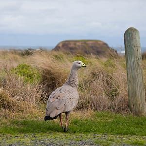 Cowes, VIC