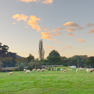 Dargo, VIC