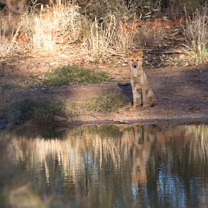 Dingo, NT