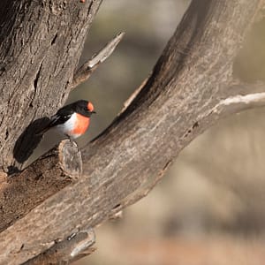 Red Breasted Robin, NT