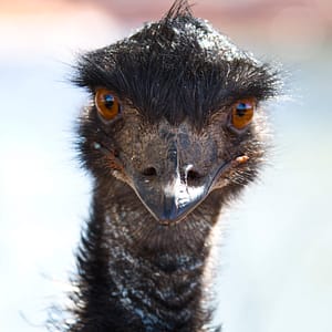 Emu, NT