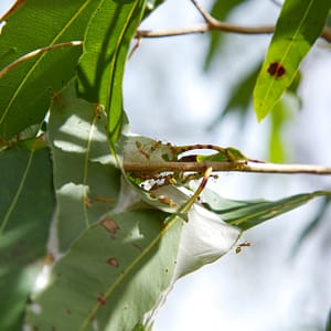 Fruit Bat Falls, Cape York Peninsula