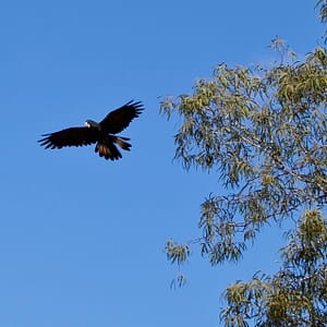 Cooktown, FNQ