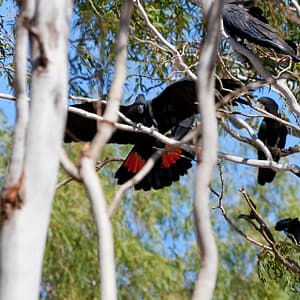 Cooktown, FNQ