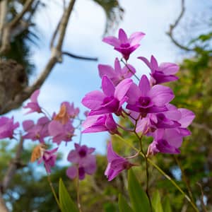 Cooktown, FNQ