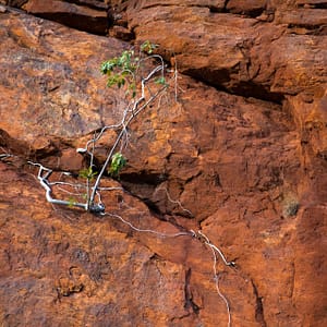Lawn Hill, North West Queensland