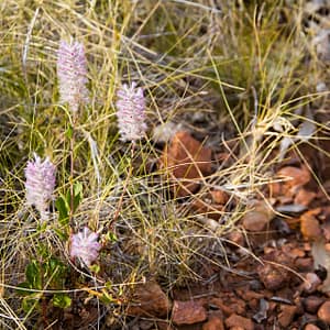Lawn Hill, North West Queensland