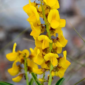 Lawn Hill, North West Queensland