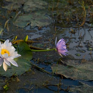 Leichhardt Lagoon, Normanton, FNQ