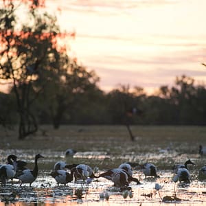Leichhardt Lagoon, Normanton, FNQ
