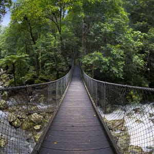 Minnamurra Rainforest, Jamberoo