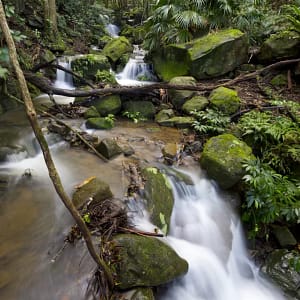 Minnamurra Rainforest