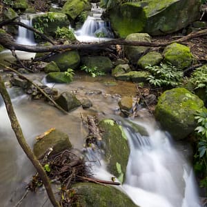 Minnamurra Rainforest