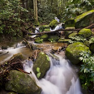 Minnamurra Rainforest