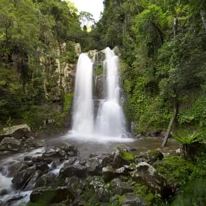 Minnamurra Rainforest