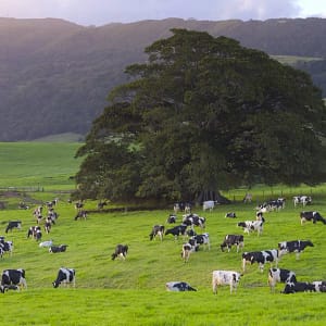 Rose Valley, Gerringong