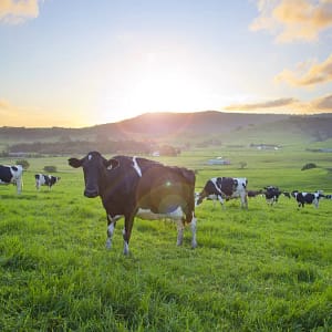Rose Valley, Gerringong