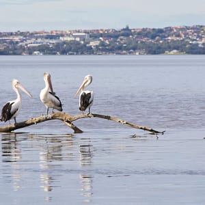 Kanahooka, NSW