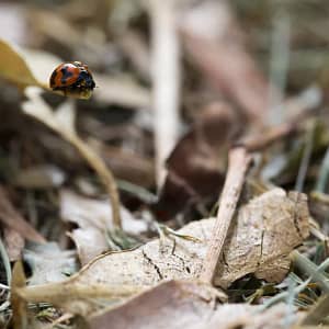 Lady Beetle