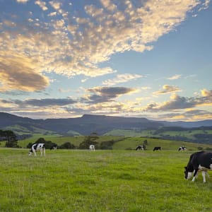 Jamberoo, NSW