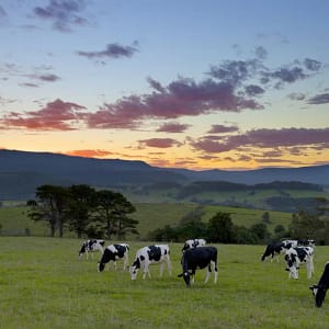 Jamberoo, NSW