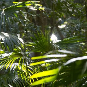Minnamurra Rainforest Walk