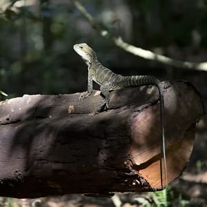 Minnamurra Rainforest Walk