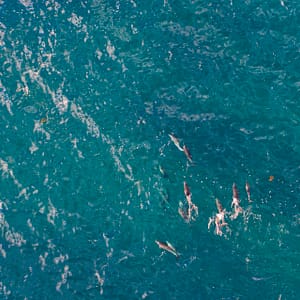 Dolphins at Snapper Point
