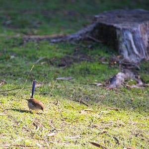 Fairy Wren at Russell Falls
