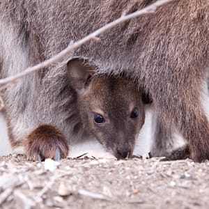 Kangaroo Joey, Freycinet National Park, Tasmania