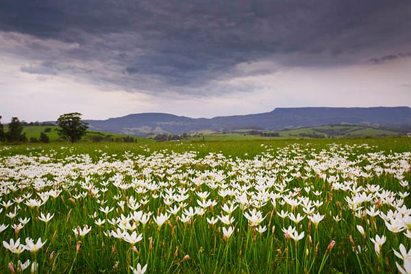 Crocus Flowers, Jamberoo