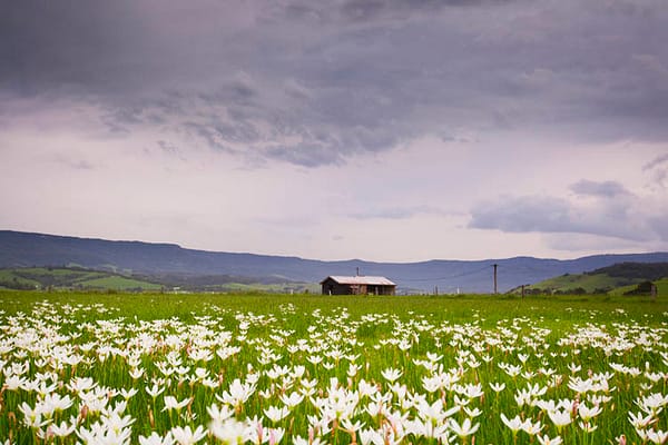Crocus Flowers, Jamberoo