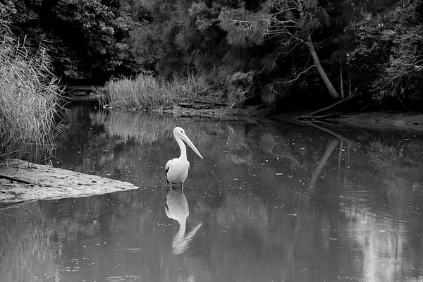 Bomaderry, NSW