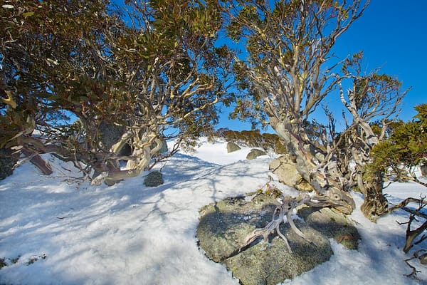 Blue Cow, NSW