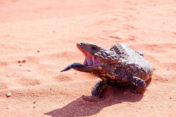 Outback NSW