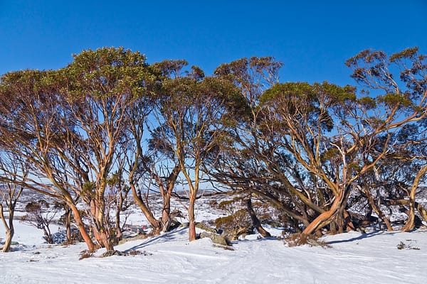 Perisher Valley, NSW