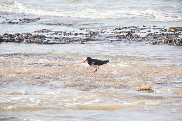 Pebbly Beach, NSW