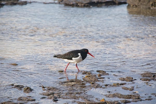 Pebbly Beach, NSW