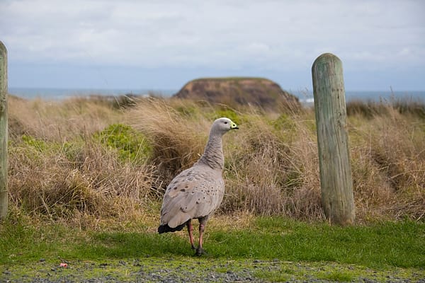 Cowes, VIC
