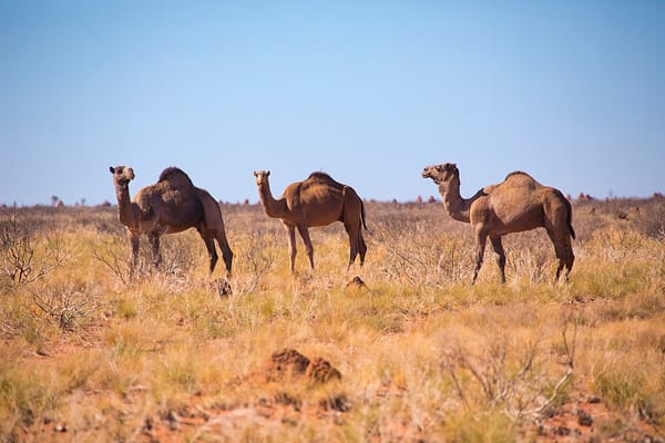 Camels, NT