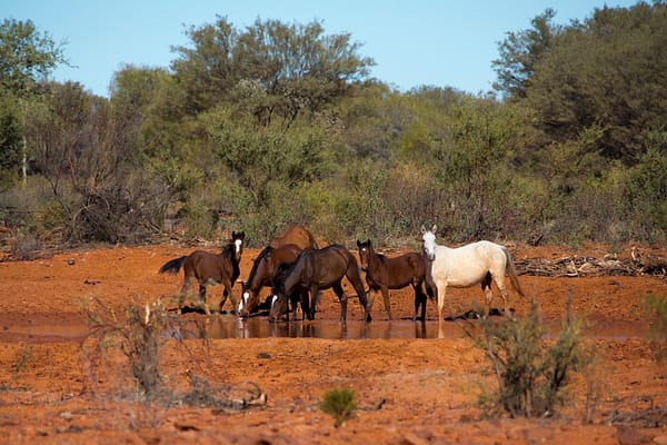 Horses, NT