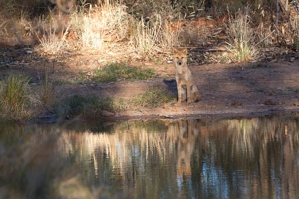 Dingo, NT